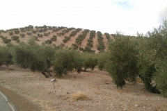 IMG_20171014_1859254 (2)