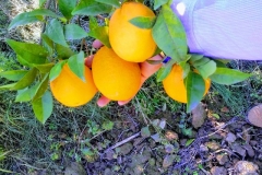 IMG_20171118_1302333-EFFECTS (2)