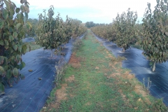 IMG_20171128_1018078 (2)