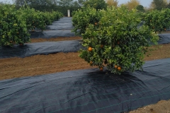 IMG_20171128_1047557 (2)