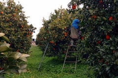 IMG_20180205_115556_6 (2)