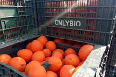 IMG_20180207_124637_9 (2)